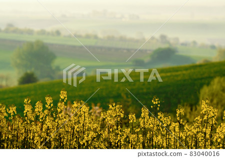 Rapeseed spring flowers 83040016