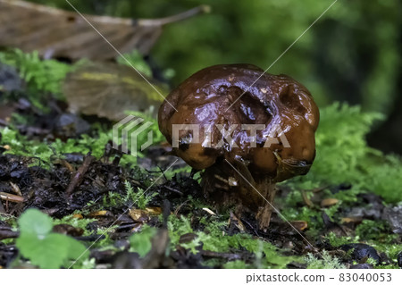 Woodland fungi mushroom Woodland fungi mushroom 83040053
