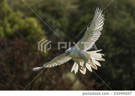 Gyrfalcon (Falco rusticolus) a white falcon bird 83040087