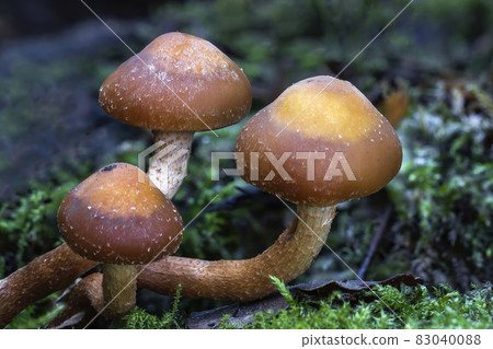 Woodland fungi mushrooms Woodland fungi mushrooms 83040088