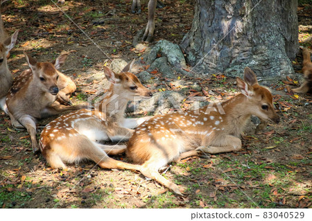A deer A deer 83040529