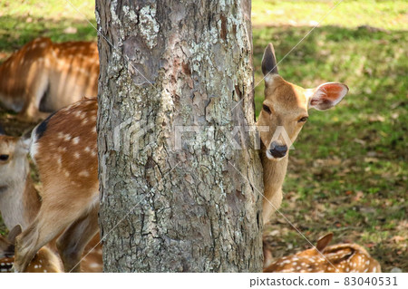 A deer 83040531