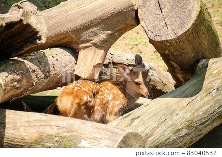 A deer A deer 83040532