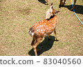 A deer 83040560