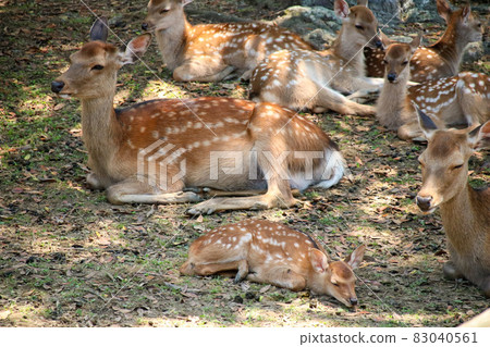 A deer A deer 83040561