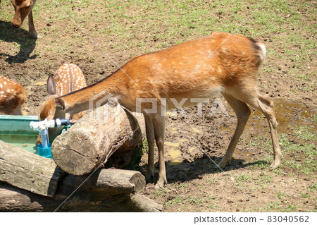 A deer A deer 83040562