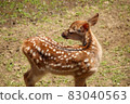 A deer 83040563