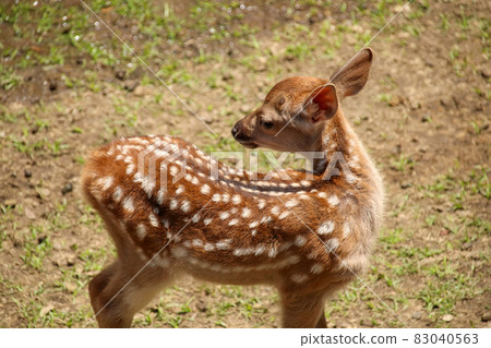 A deer A deer 83040563