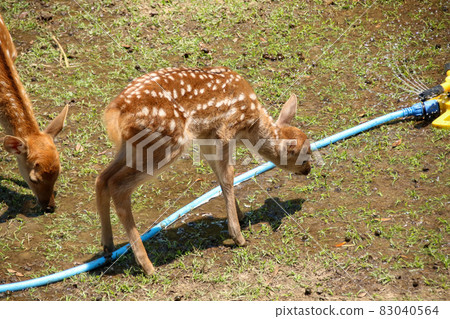 A deer 83040564