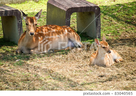 A deer A deer 83040565