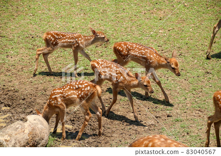 A deer A deer 83040567