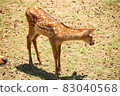A deer 83040568