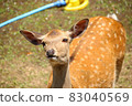 A deer 83040569