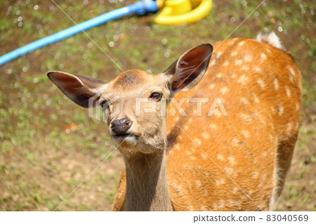 A deer A deer 83040569