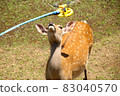 A deer 83040570