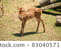 A deer 83040571