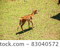 A deer 83040572