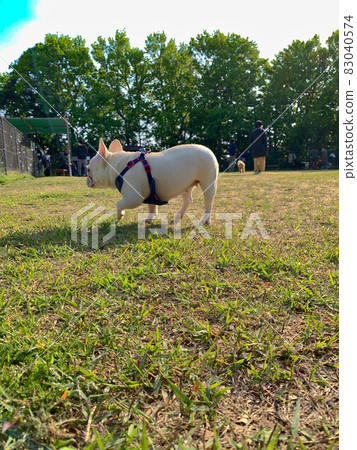 法國鬥牛犬玩狗跑 83040574