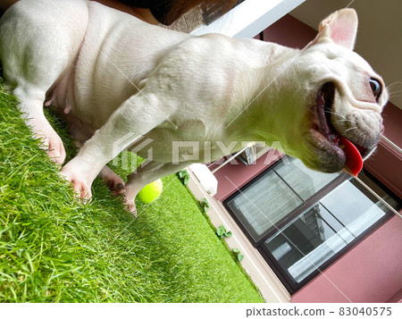 Realistic French Bulldog Realistic French Bulldog 83040575