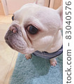 法國鬥牛犬，長著一張漂亮的臉 83040576