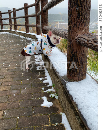 下雪天的法國鬥牛犬 下雪天的法國鬥牛犬 83040838