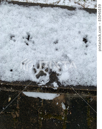 雪地上的狗腳印 雪地上的狗腳印 83040839