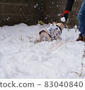 法國鬥牛犬在雪地裡玩耍 83040840
