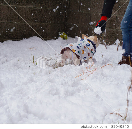 French bulldog playing in the snow French bulldog playing in the snow 83040840