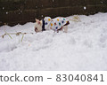 法國鬥牛犬在雪地裡玩耍 83040841