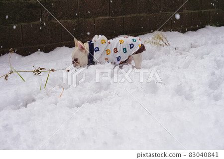 法國鬥牛犬在雪地裡玩耍 法國鬥牛犬在雪地裡玩耍 83040841