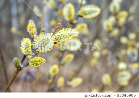 Willow branches with fluffy yellow buds bloominng in spring natural or easter background 83040909