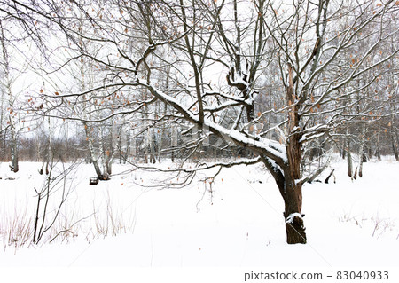 A tree in winter in the forest surrounded by snow. Sprawling oak. The withering of nature. Nature of Russia. A tree in winter in the forest surrounded by snow. Sprawling oak. The withering of nature. Nature of Russia. 83040933