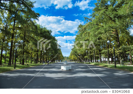 A vast road between the blue sky and trees 83041068