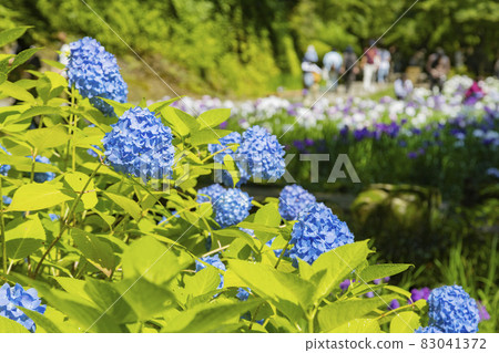 Hydrangea and irises blooming in the garden after the main hall of Meigetsuin 83041372