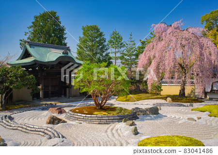 [Kyoto] March, weeping cherry blossoms in full bloom Kodaiji spring image 83041486
