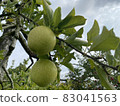 Blue apple 1 83041563
