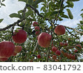 Apple 13 83041792