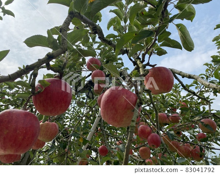 Apple 13 83041792