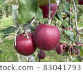 Apple 14 83041793