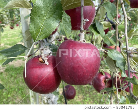 Apple 14 83041793