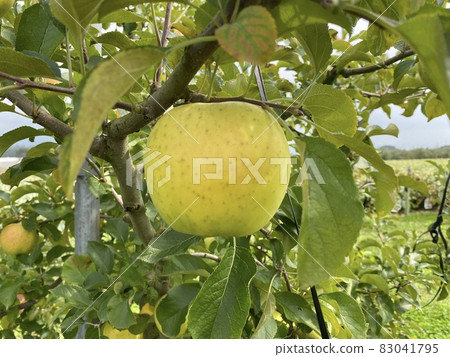 Blue apple 10 Blue apple 10 83041795