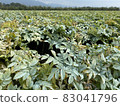 Konjac field 1 83041796