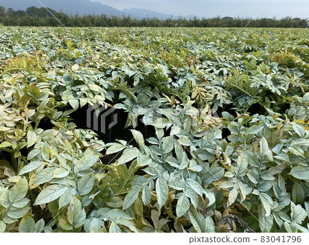 Konjac field 1 83041796