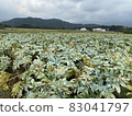 Konjac field 2 83041797