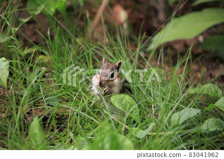 Chipmunk 83041962