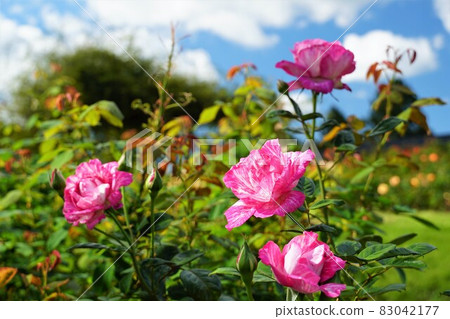 Image of colorful autumn roses blooming against the blue sky Image of colorful autumn roses blooming against the blue sky 83042177