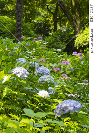Jochiji Temple, a landscape with hydrangea 83042187