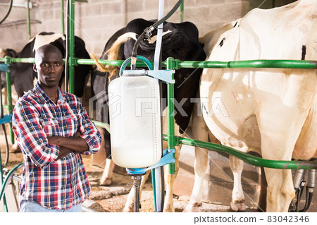 Young man working with automatical cow milking machines Young man working with automatical cow milking machines 83042346