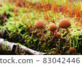 Orange mushrooms growing in the moss 83042446