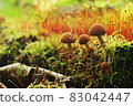 Orange mushrooms growing in the moss 83042447
